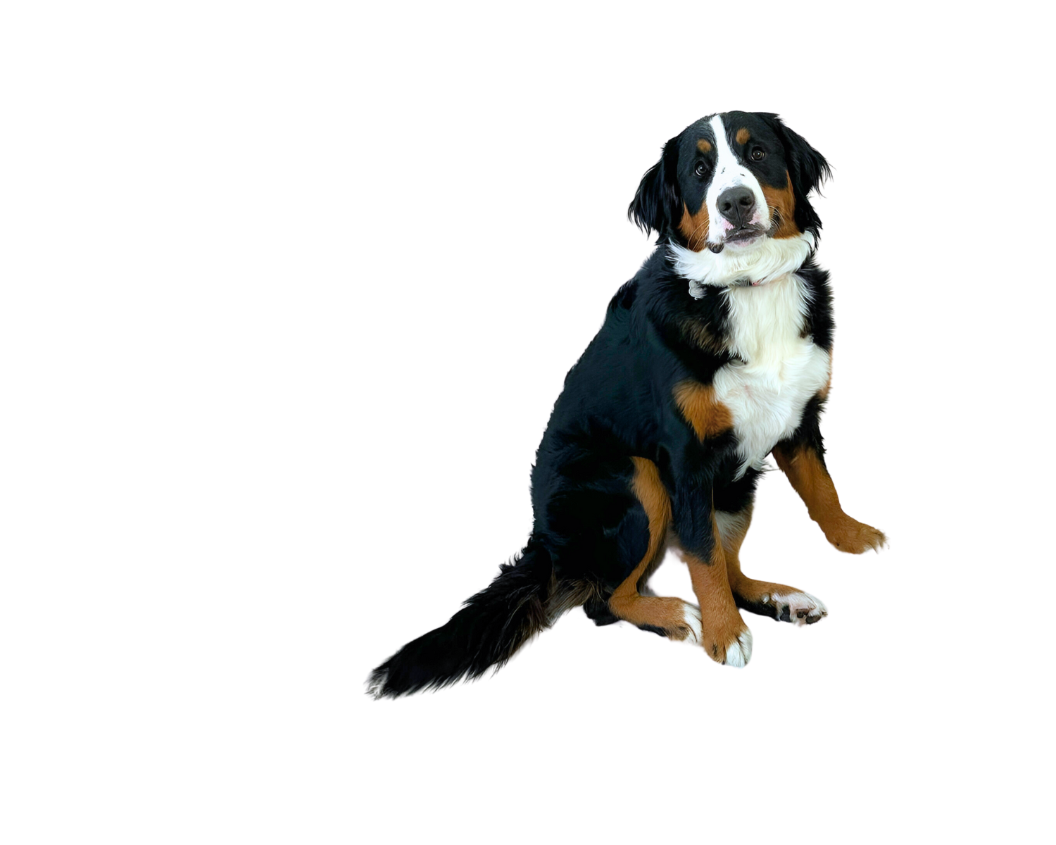 Frieda